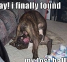 Funny Animals - My Lost Ball