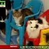 Funny Links - Real Crazy Cat Lady