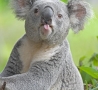 Funny Animals - Naughty Koala