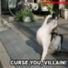 Funny Animals - Curse You Villain