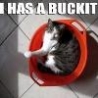 Funny Links - Bucket