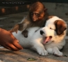 Funny Animals - No Touching The Dog, Sir.