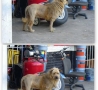 Funny Animals - Not a Lion