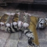 Funny Links - Mama Tiger and Piglets