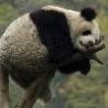 Funny Animals - Sleeping Panda Bear
