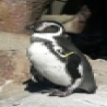 Funny Animals - Penguins Galore