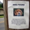 Funny Links - Lost Dog