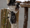 Funny Animals - Panda Boost 