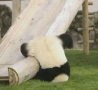 Funny Animals - Panda Slide
