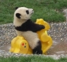 Funny Animals - Panda's Play Time