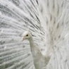Cool Pictures - 13 Rarely Seen Albino Animals  