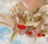 Cool Pictures - Pedicure By Fish