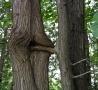 Funny Pictures - Perverted Tree