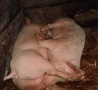 Funny Animals - Pig 69