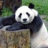 Funny Animals - Panda Bear
