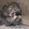 Funny Animals - Mouse Flossing