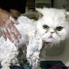 Funny Animals - Clean Pets