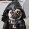 Funny Animals - Dogs in Costume