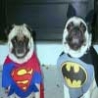 Funny Links - Super Hero Pugs