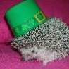 Funny Animals - Irish Hedgehog