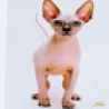 Funny Animals - Worlds Ugliest Bald Cat