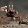 Funny Animals - Crab Clash