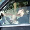 Celebrities - Britney Spears Baby Driving