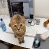 Funny Animals - Computer Cats