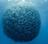 Cool Pictures - School of Fish in a Sphere