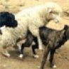 Funny Animals - Gives New Meaning to Sheep Dog