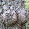 Funny Links - Female Tree