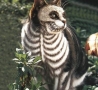 Funny Animals - Skeletal Cat