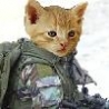 Funny Links - Cat Soldier