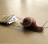 Forum Pics - Snail Mail