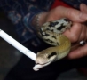 Funny Animals - Snake Chain Smoker
