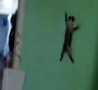 Funny Links - Spider-Cat