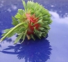 Weird Funny Pictures - Strange Russian Strawberry