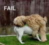 Funny Animals - Stupid Dog