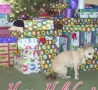 Christmas Pictures - Surprise Under The Tree