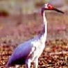Funny Animals - Siberian Crane