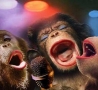 Funny Animals - The New Single Monkeys