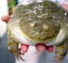 Funny Pictures - The Real Ugly Frog Prince