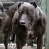 WTF Links - Lassie's Been At The Steroids Again