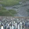 Funny Animals - Penguins Are Everywhere