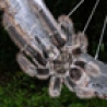 Cool Pictures - Huge Scary Spider