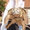 Funny Animals - Snapping Turtle
