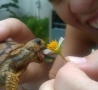 Funny Animals - Turtle Eating Flower