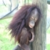 Funny Animals - Orangutans