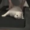 Funny Links - Lazy Treadmill Cat