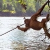 WTF Links - Orangutan Fishing With a Spear